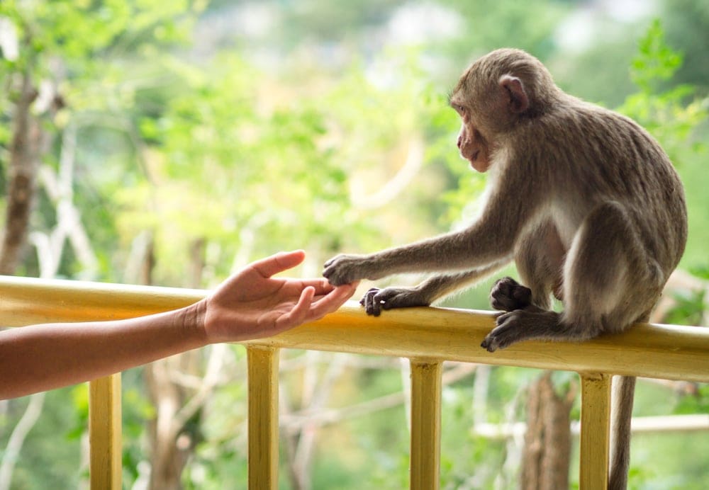 Little monkey reaching out a hand