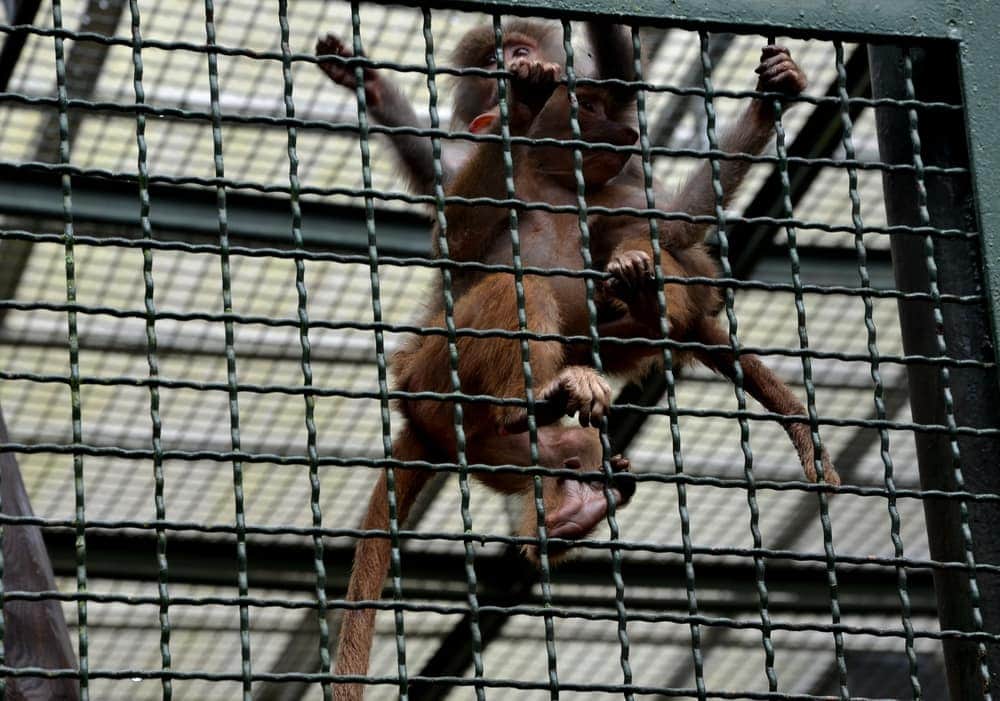 Monkeys in Florida being in caged