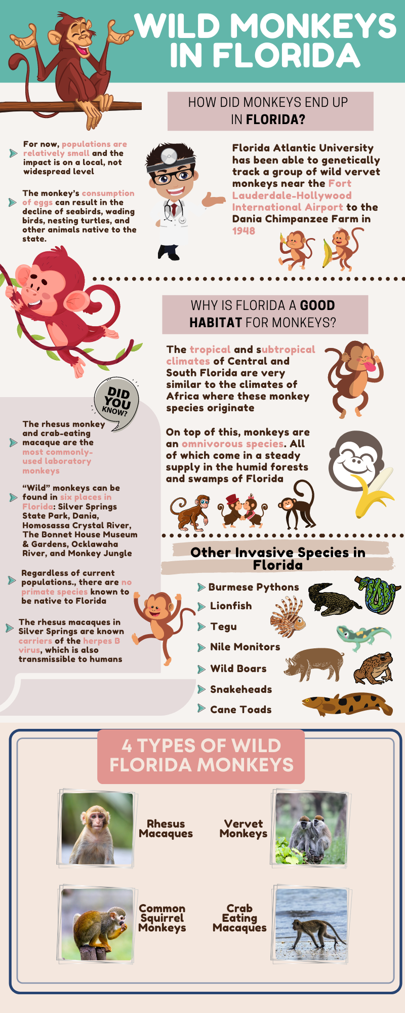 Wild monkeys in florida chart of different species and infographic with facts