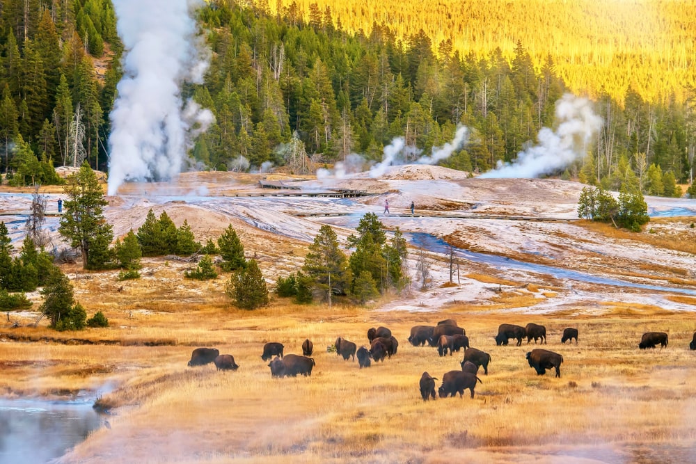 Herd of bisons near the geysers of yellowstone
