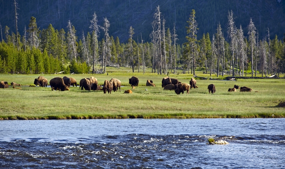 Animals in Yellowstone ecosystem