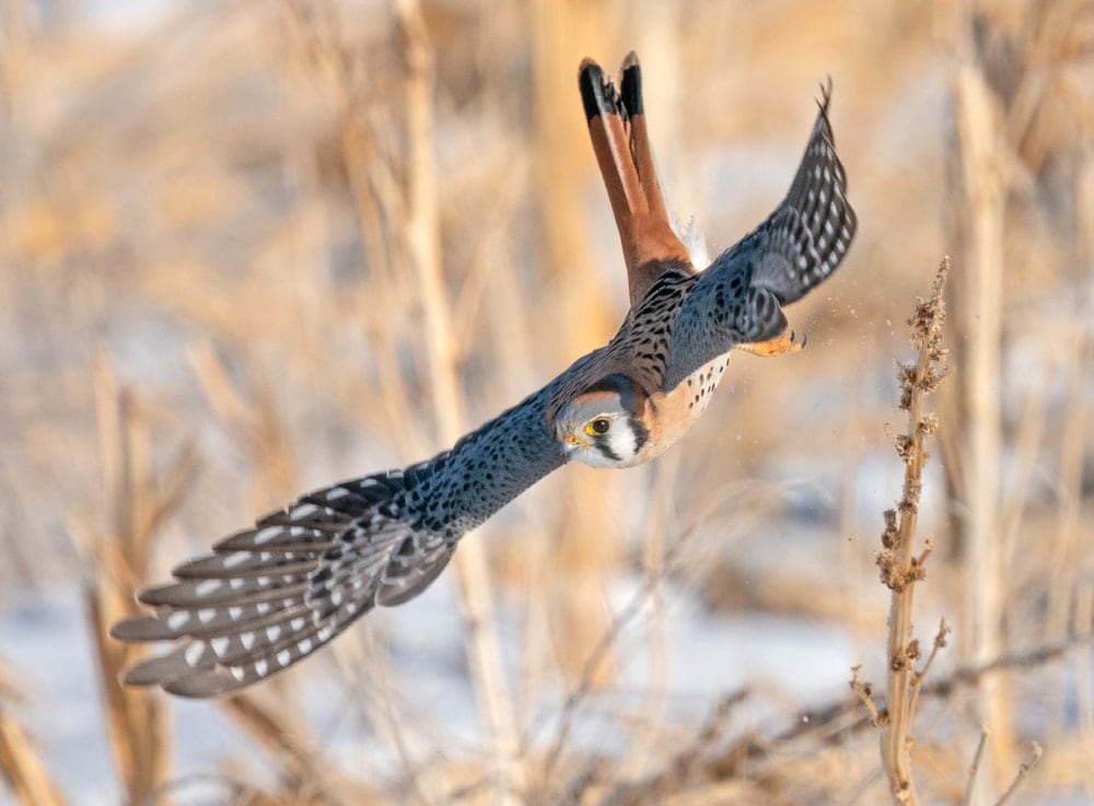Image of a flying American Kestrel or Falco sparverius