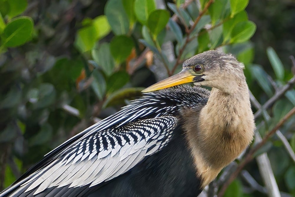 CLose up image of an anhinga perched on a tree