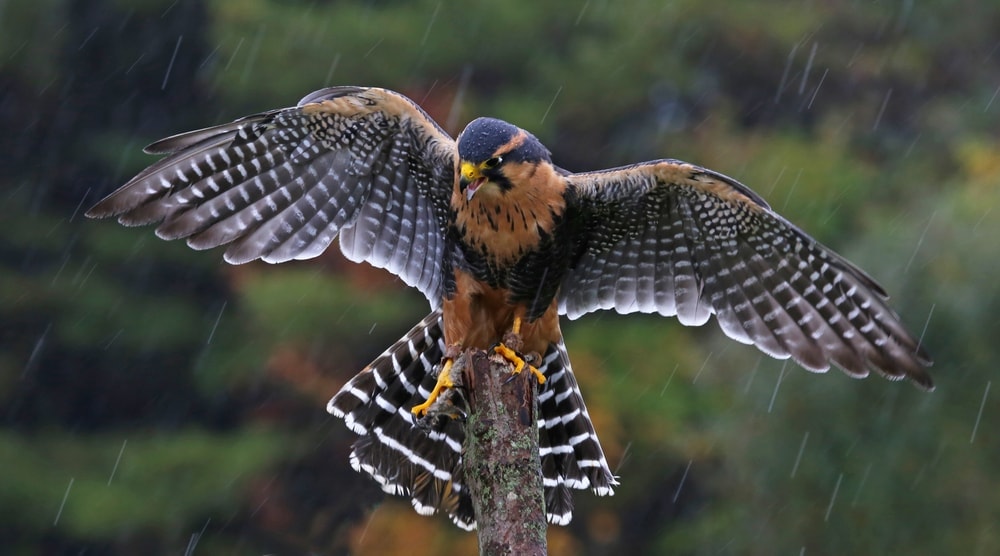 the Falco femoralis or aplomado falcon  species with wings opened in the rain