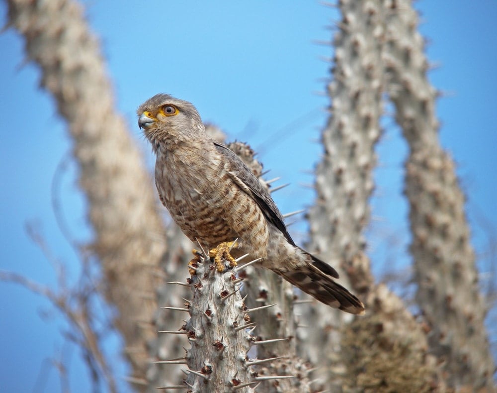 Banded Kestrel (Falco zoniventris) standing on a thorny branch