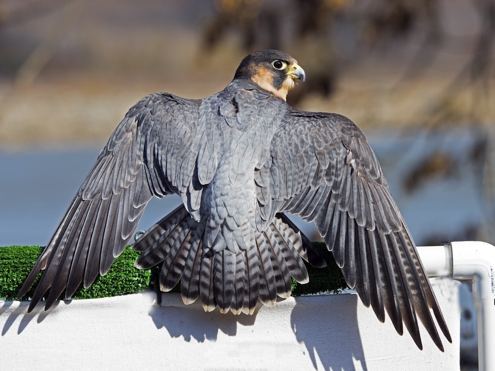 a  Barbary Falcon or Falco pelegrinoides getting ready to open its wings