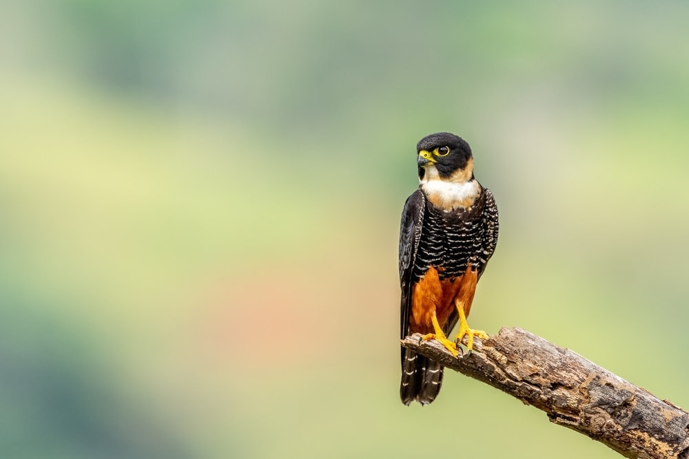 image of  Bat Falcon species or Falco rufigularis sitting on a tree branch