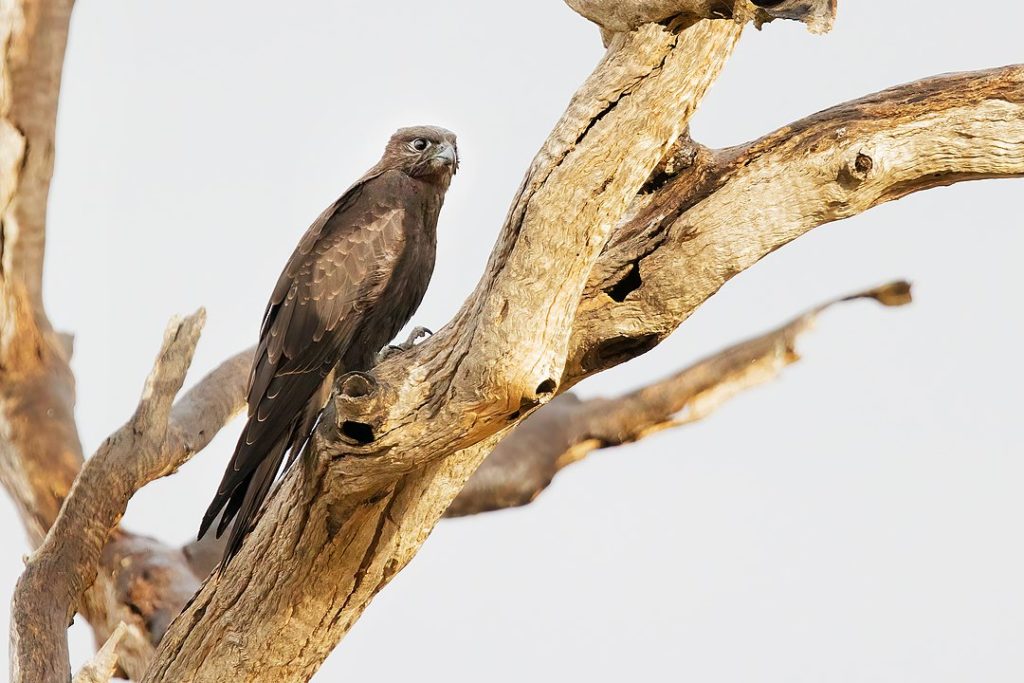 Image of black falcon species or Falco subniger perched on a dead tree