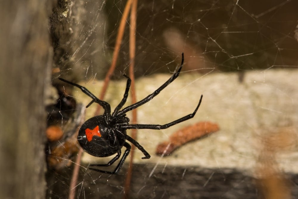 black widow spider on a a web