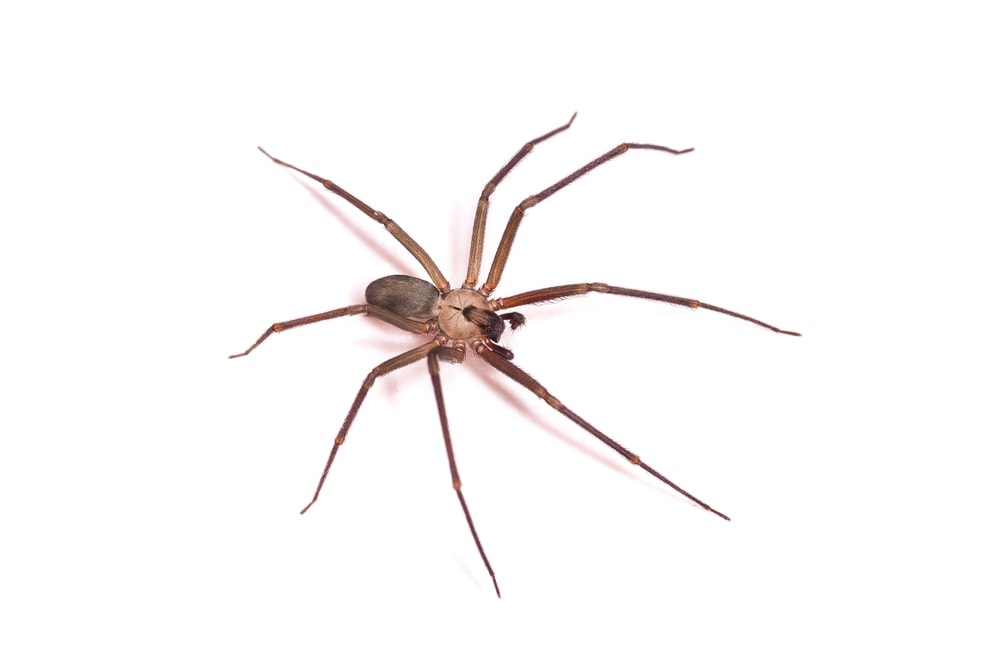 a macro shot image of a brown recluse spider in a white background
