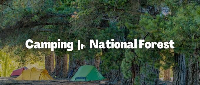 camping in national forests featured image
