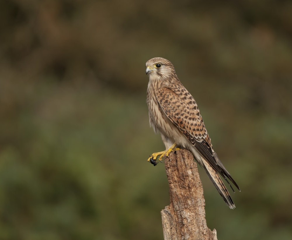 A Falco tinnunculus, or common kestrel standing  on a tree branch