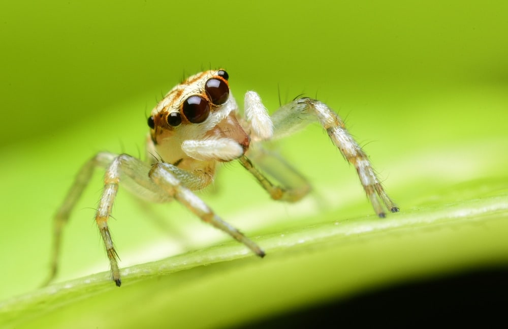 image of a jumping spider on a leaf