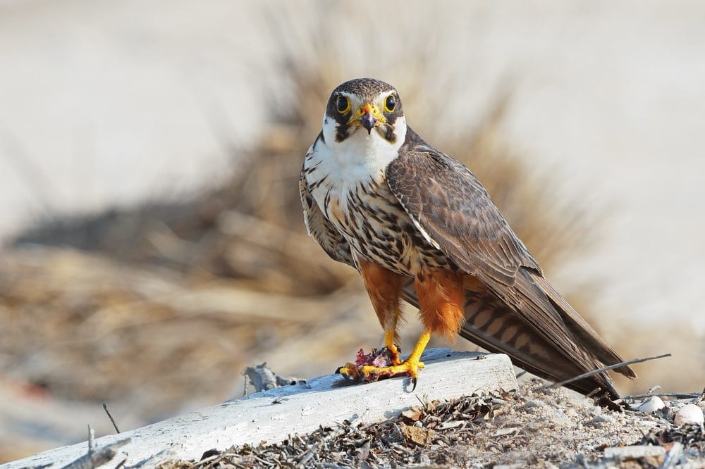 image of a Eurasian hobby falcon species  or  (Falco subbuteo)
