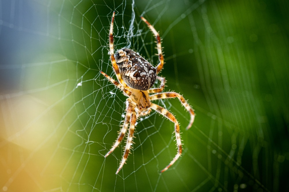 image pf a European garden spider on a web