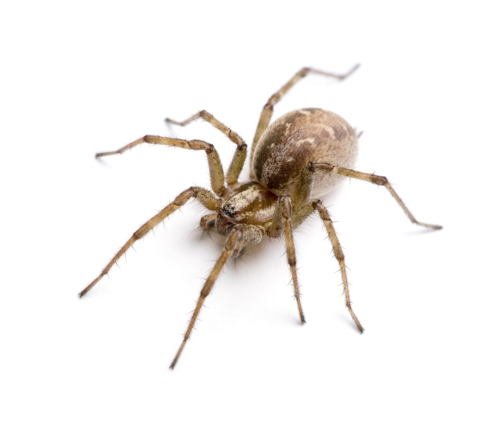 image of a Barn funnel weaver spider (Tegenaria agrestis) in a white background