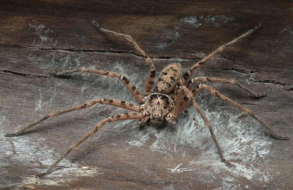 image of a Heteropoda maxima or giant huntsman spider on a tree log