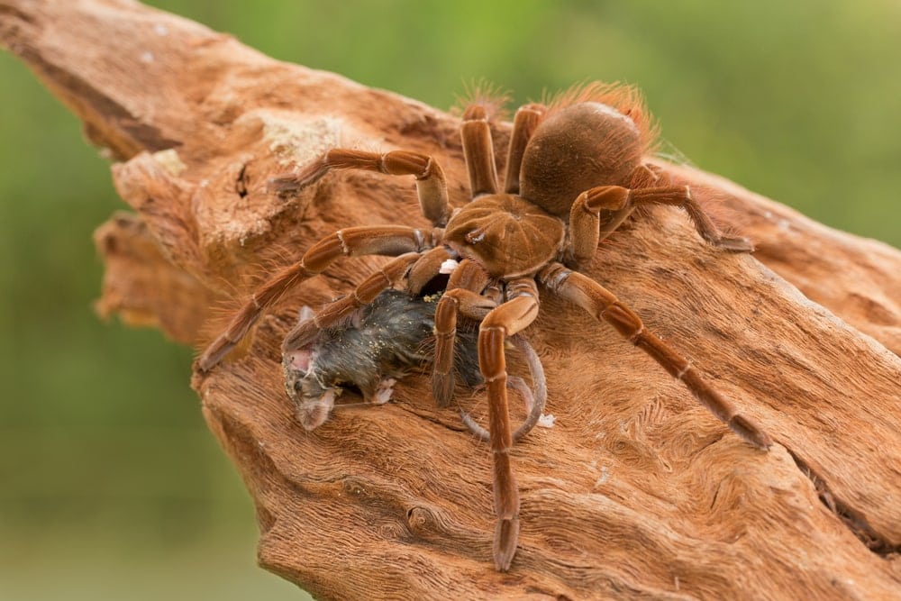 image of a Theraphosa blondi or goliath birdeater feeding on a mouse