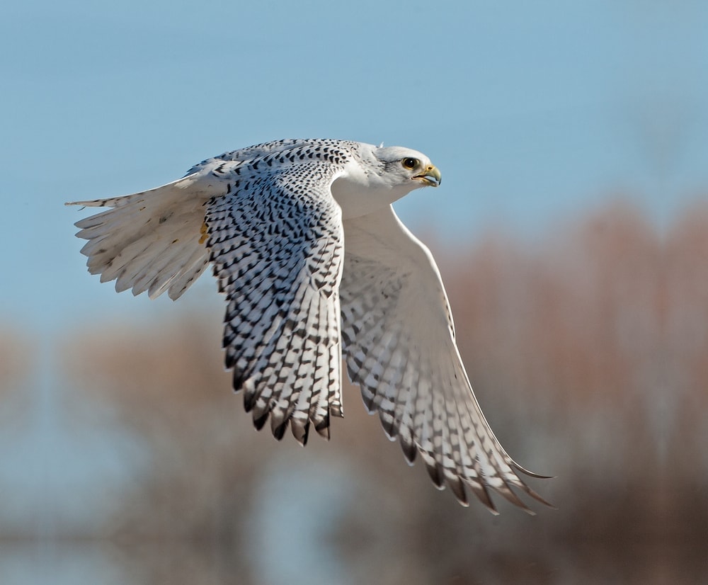 one of the largest falcon species, Gyrfalcon (Falco rusticolus) during flight