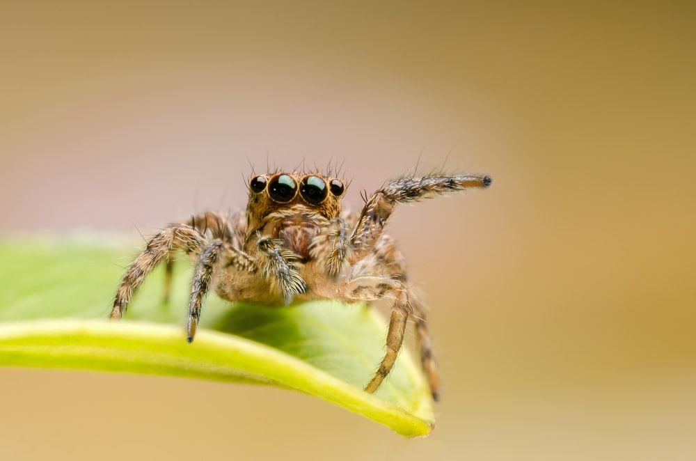close up image of a Hyllus semicupreus jumping spider on a leaf