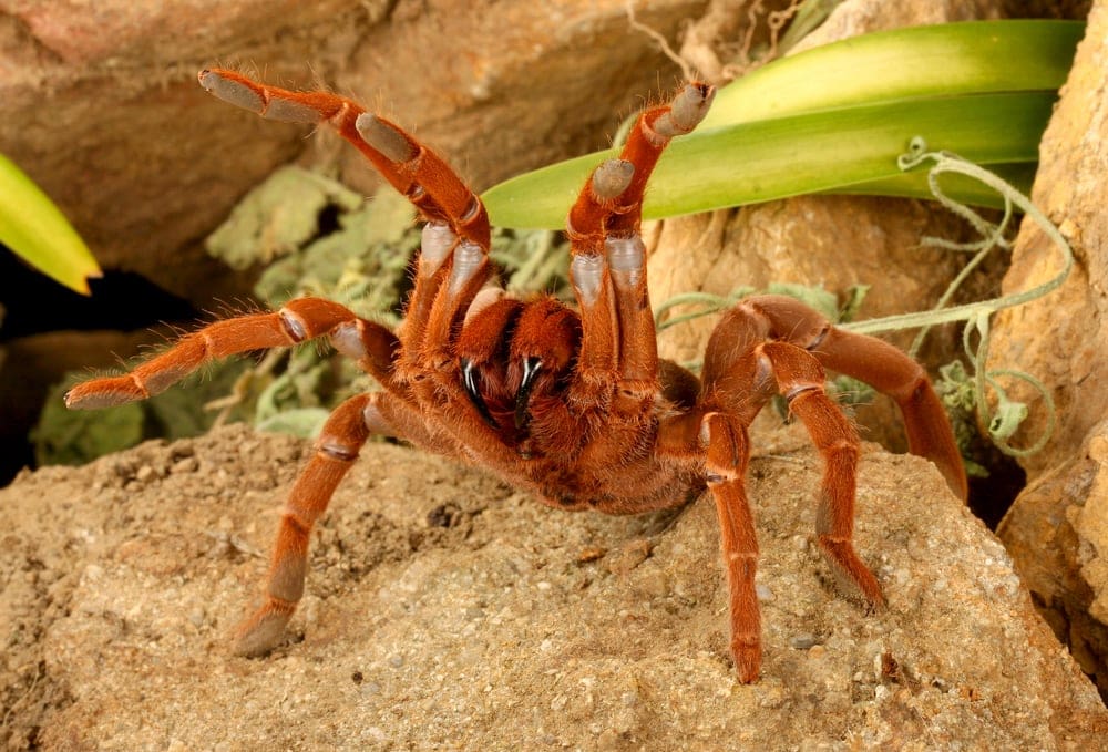 image of a king baboon spider on a rock