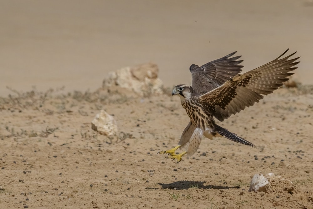 a lanner falcon species getting ready to land