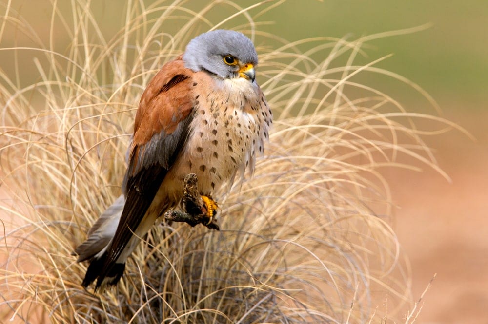 Lesser Kestrel (Falco naumanni) perched on a nest