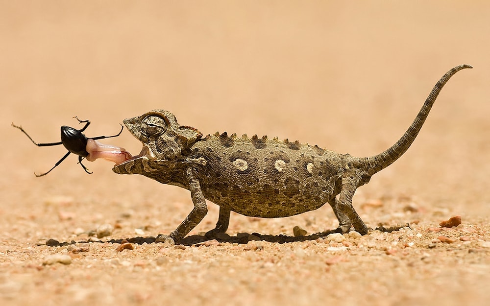 image of a lizard feeding on spider