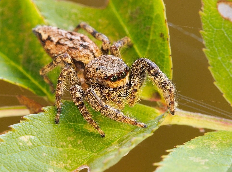 image of a marpissa muscosa spider on a leaf