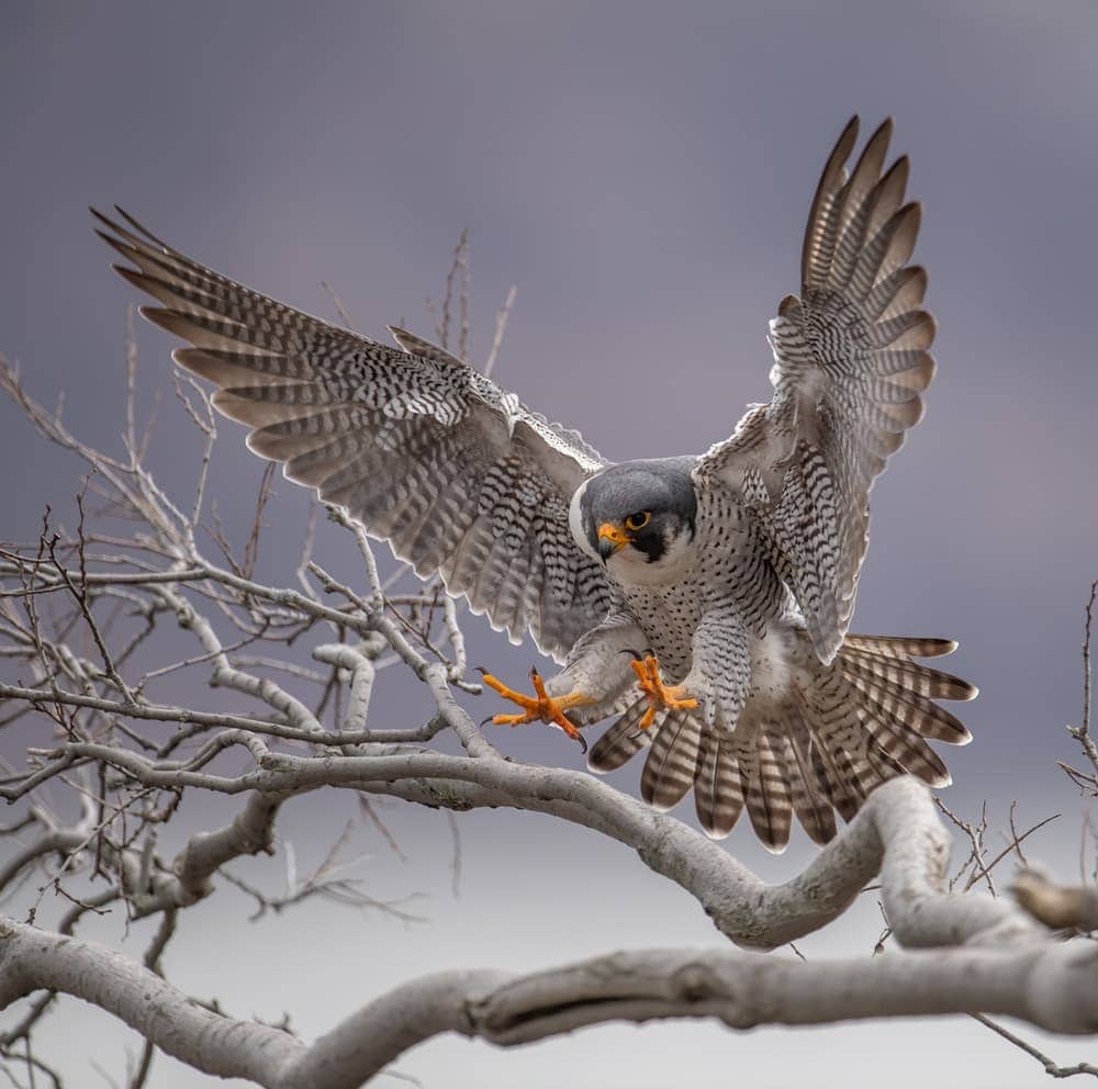 The peregrine falcon species or Falco peregrinus getting ready to land on a tree branch