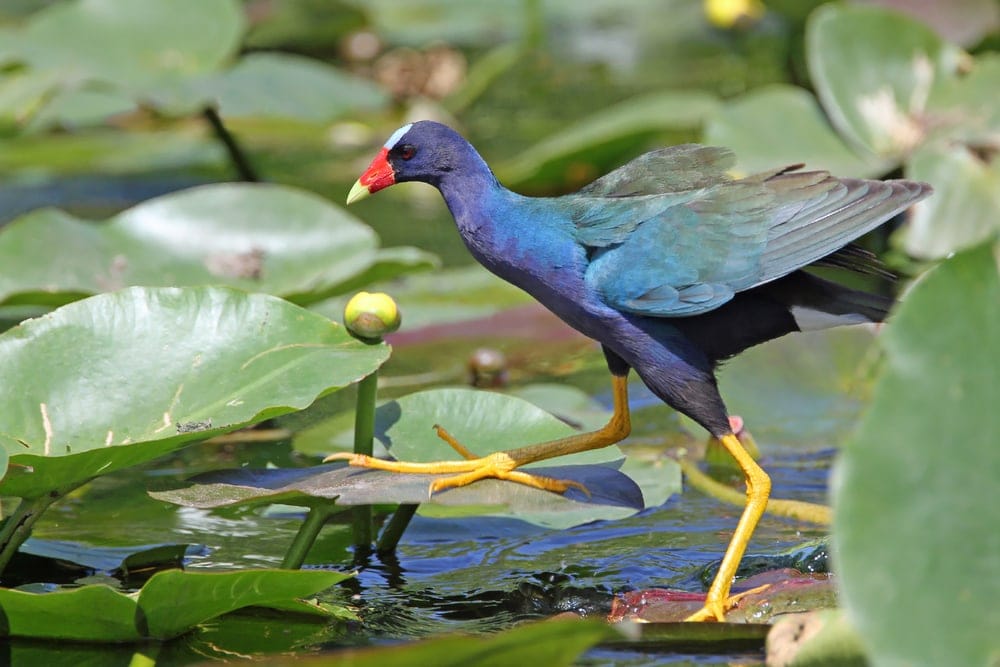 Purple Gallinule (porphyria,Martinica) standing on a water lily