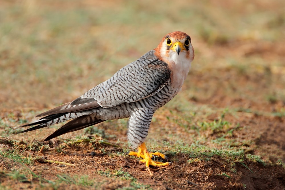 red-necked falcon species or Falco chicquera standing on the ground 