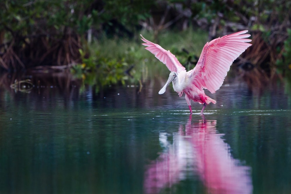 Image of a rosette spoonbill in the Florida Everglades