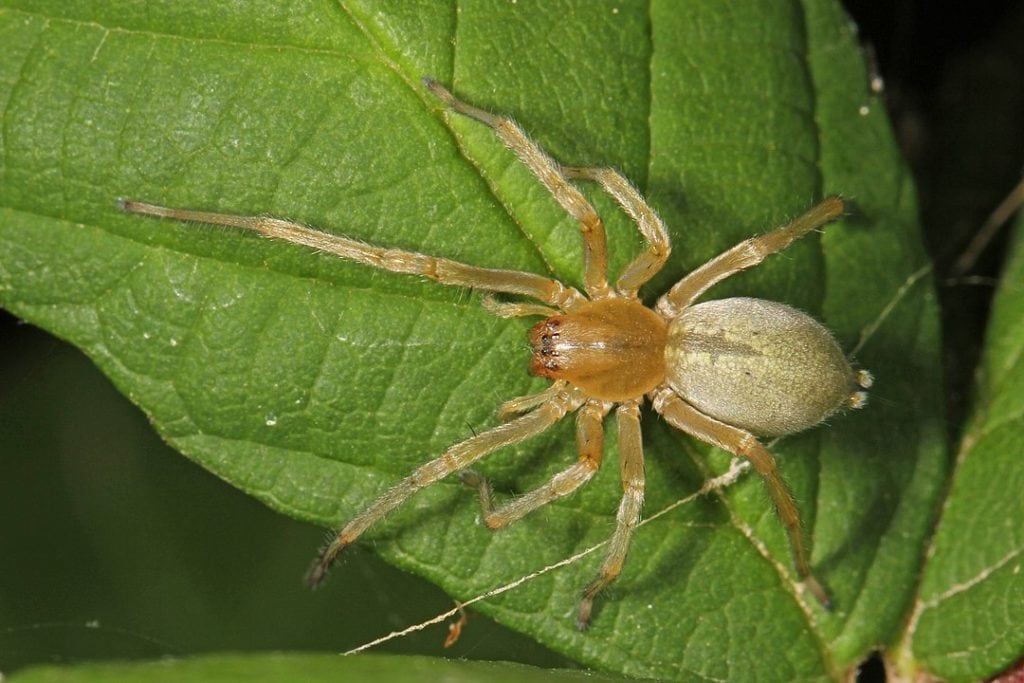 image of  a Long-legged Sac Spider - Cheiracanthium  on a leaf