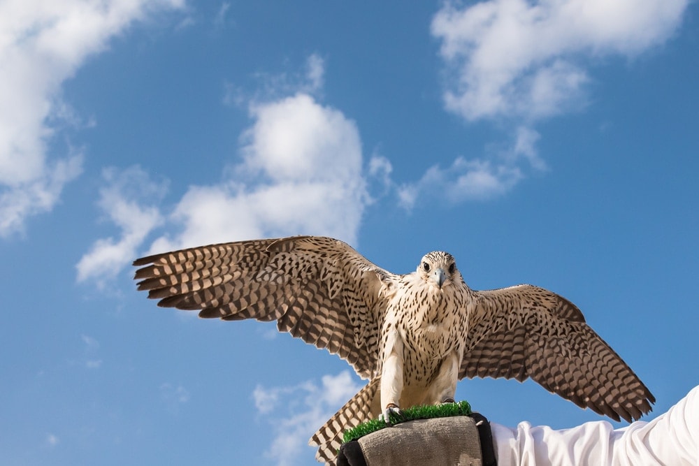 a Saker Falcon species with wings opened standing at man's arm (Falco cherrug)