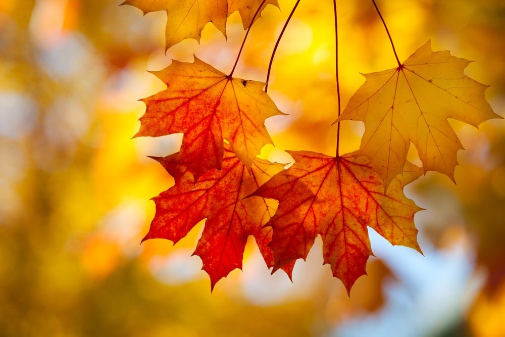 image of maple leaves in autumn