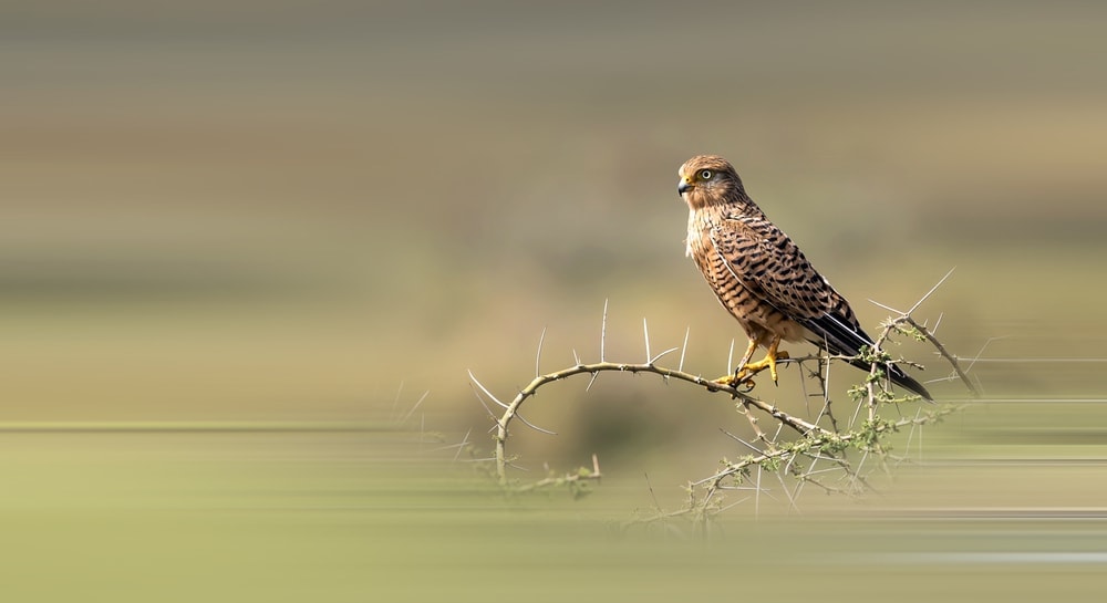image of a greater kestrel or  Falco rupicoloides standing on a thorny branch
