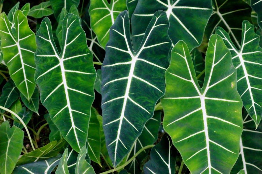 sagittate leaf form of alocasia odora also known as night scented lily
