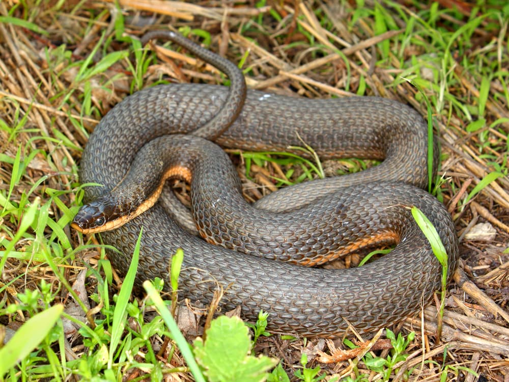 a Queen Snake (Regina septemvittata) coiled in a grass area, a nonvenomous Pennsylvania snakes