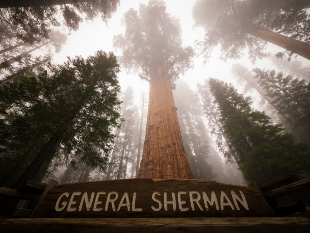 the General SHerman Tree in Sequoia National Park