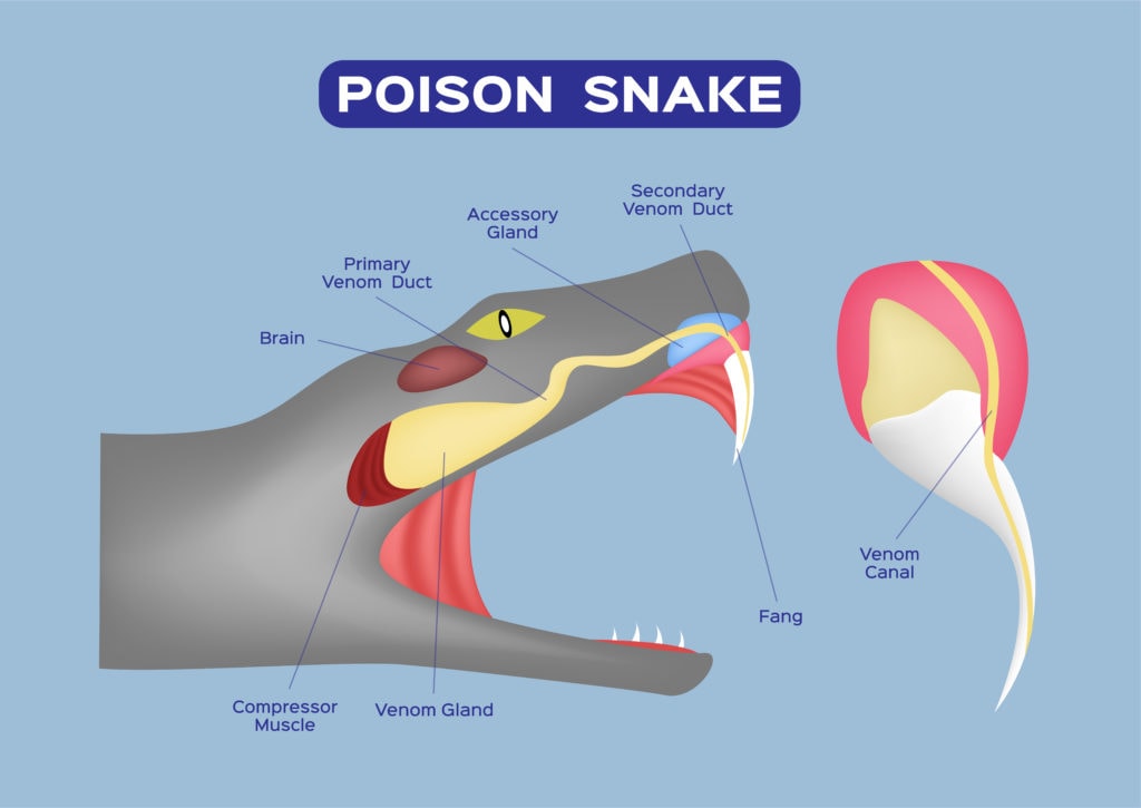 illustration of a venom in a snake