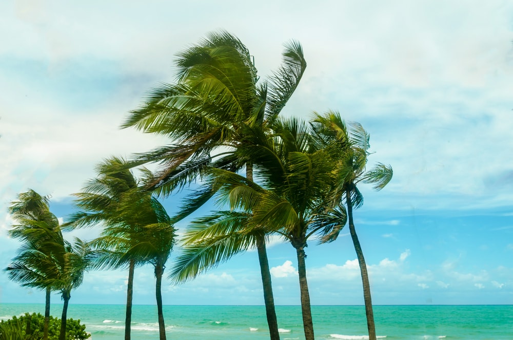 palm trees with sea background blown by wind during a windy weather