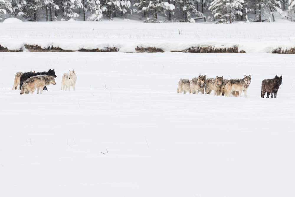 wolves in Yellowstone during winter