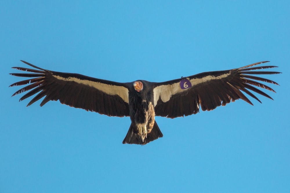 a Californian condor with tag number 6 at Pinnacles National Park