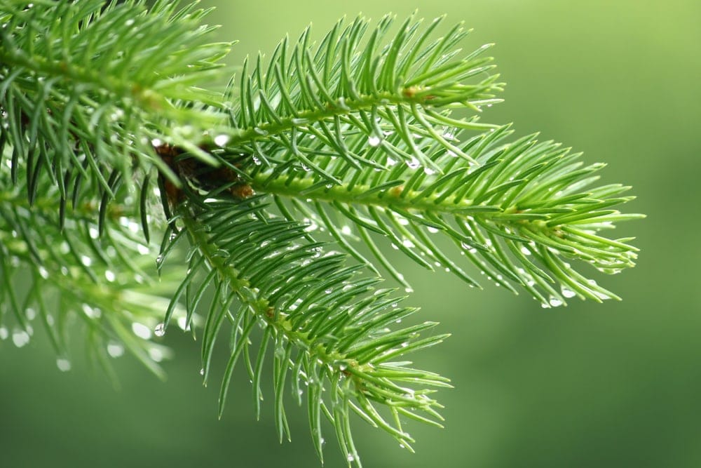 close up image of pine tree needle like leaves with dewdrop