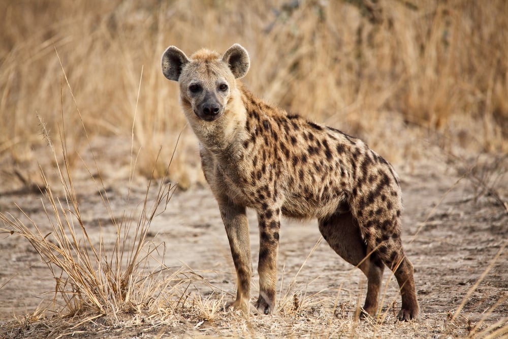 one of the top animals with the strongest bite force, the spotted hyena pictured in uangwa national park zambia