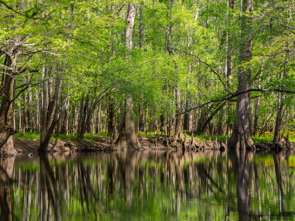 tall trees reflected in the waters of Congaree National Park 