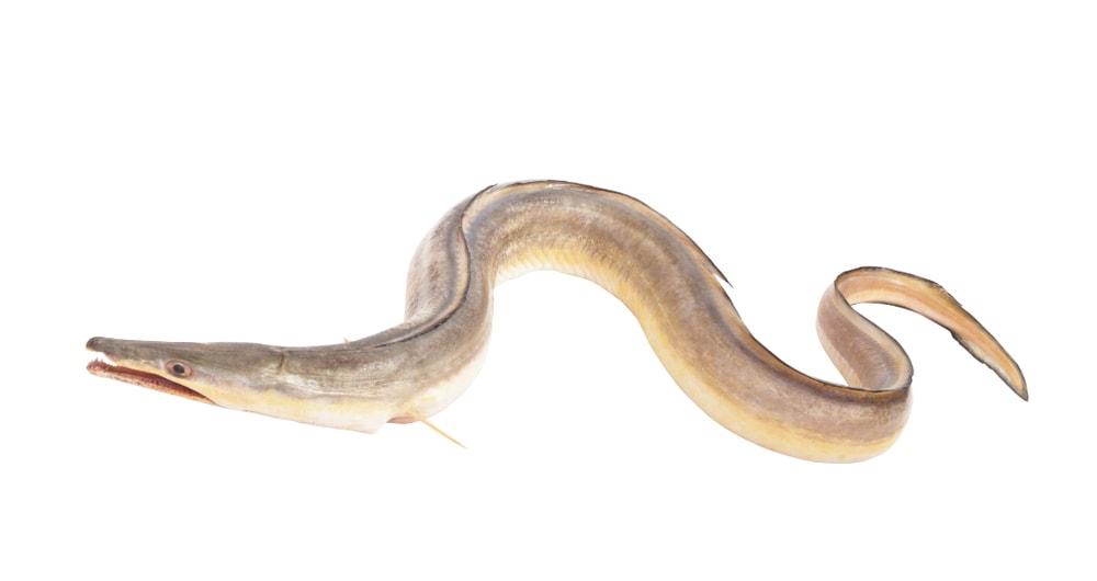 Conger-pike eel  or congresox talabonoides isolated on a white background