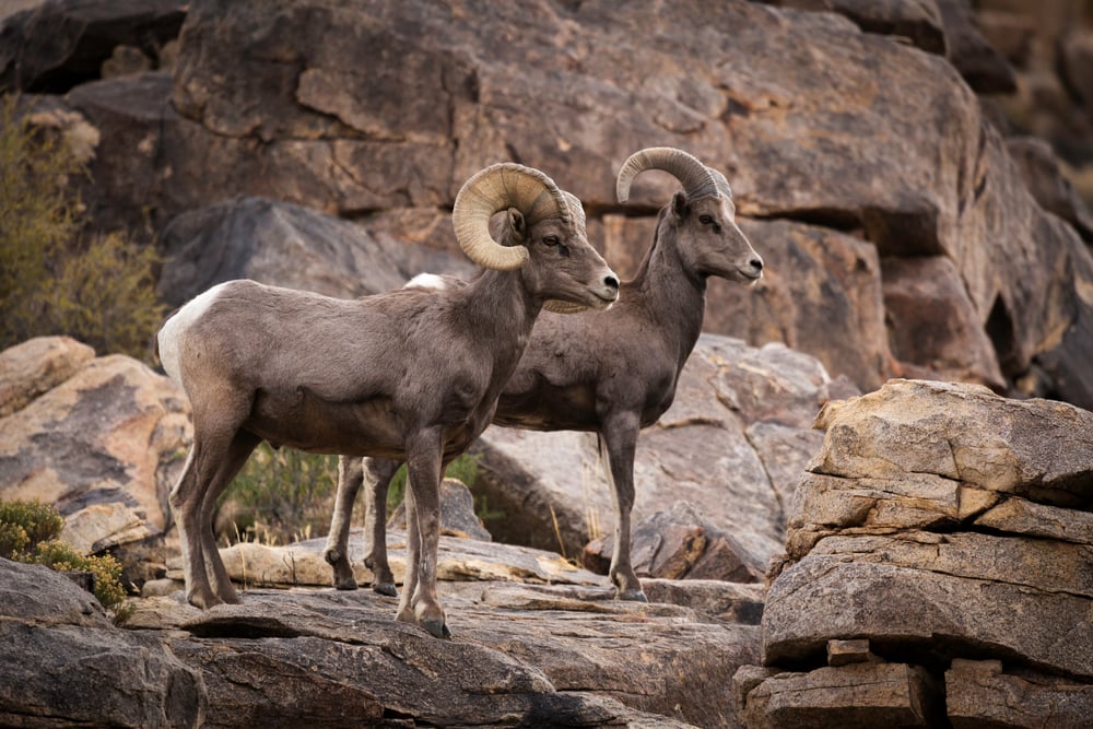A male (ram) and female (ewe) big horn sheep in Joshua Tree California USA.
