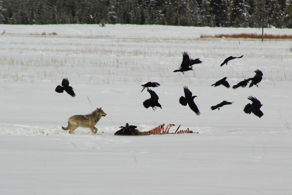 a flock of raven and a wolf in Yellowstone feeding on a bison carcass 